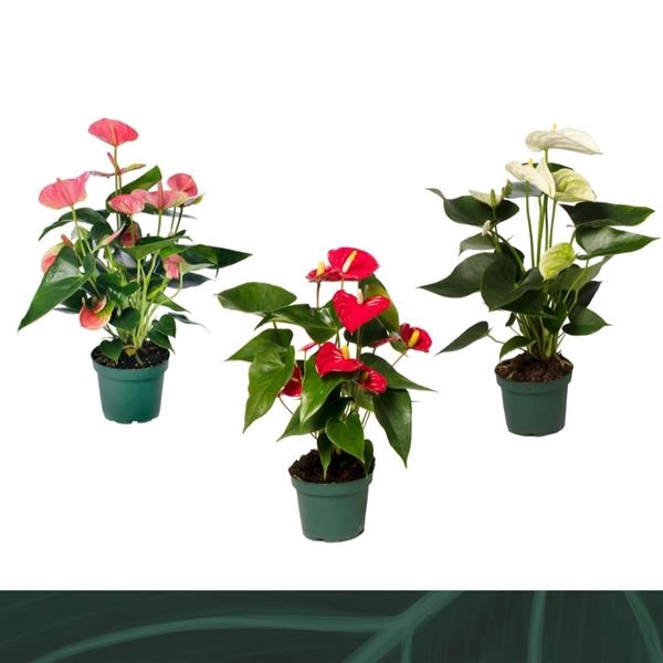 <h4>Anthurium Andreanum Grp gemengd 4 kleuren</h4>