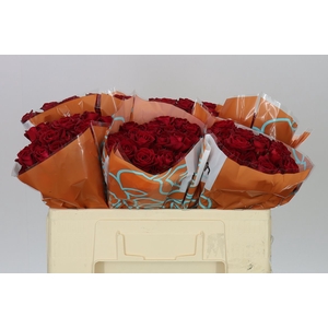 Rosa Tr Dominica