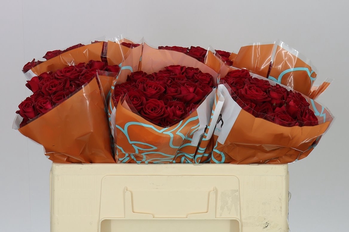 <h4>Rosa Tr Dominica</h4>