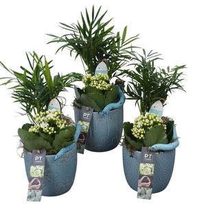 Arr. Planten L%