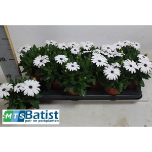 OSTEO FP WHITE