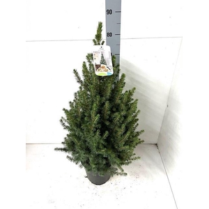 PICEA GL CONICA