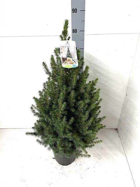 <h4>PICEA GL CONICA</h4>