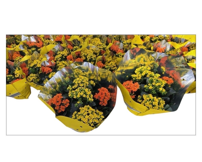 <h4>KAL GE GEM 6 KL</h4>