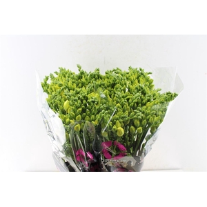 Fr Du Grandeur Creme / Yellow