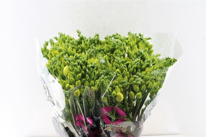 <h4>Fr Du Grandeur Creme / Yellow</h4>