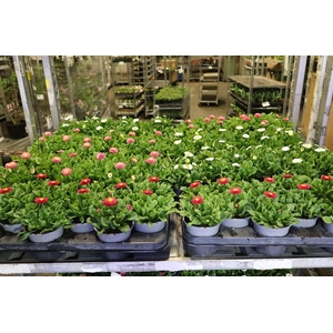 Bellis P Mixk 1 Kleur Per Tray