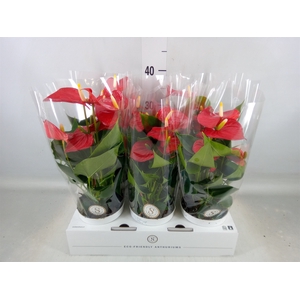 Anthurium andr. 'Red Champion'