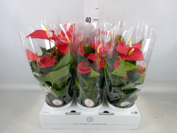 <h4>Anthurium andr. 'Red Champion'</h4>