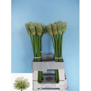 ALLIUM WHITE EMPRESS