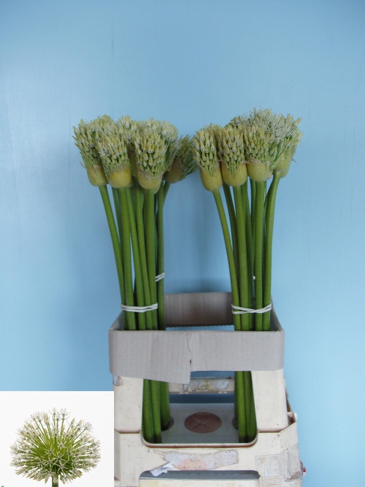 <h4>ALLIUM WHITE EMPRESS</h4>