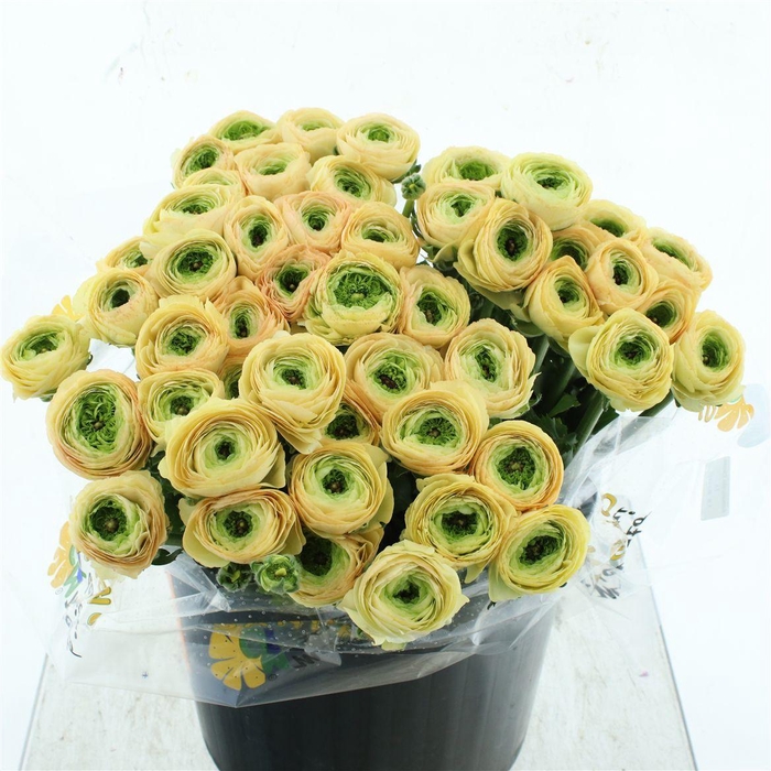 <h4>Ran Su Sr Pc 767 Bruce Peach Super</h4>