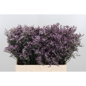 Limon Safora Lilac