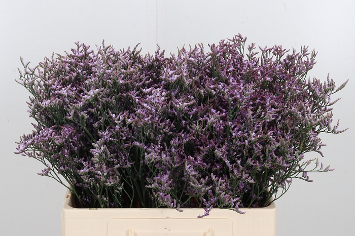 <h4>Limon Safora Lilac</h4>