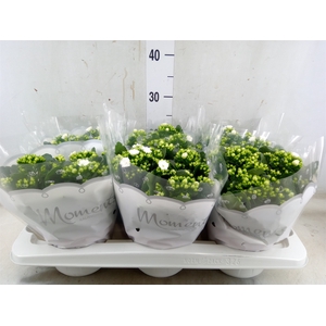 Kalanchoe blos. 'Stellar'