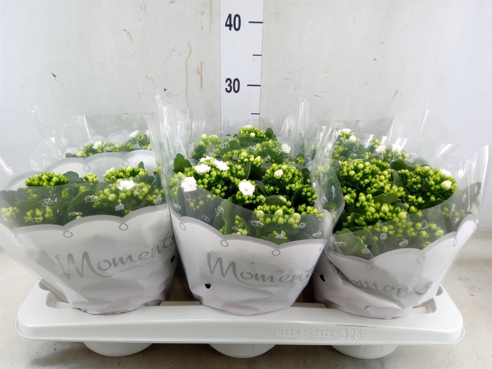 <h4>Kalanchoe blos. 'Stellar'</h4>