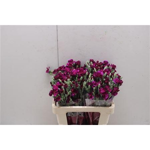 Di Solomio Lala Ryan