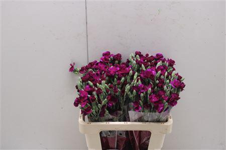 <h4>Di Solomio Lala Ryan</h4>