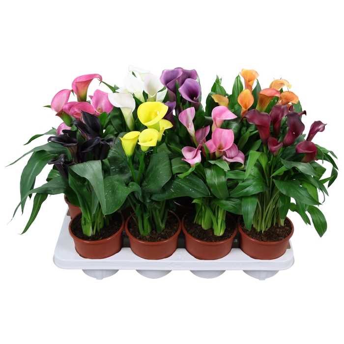 <h4>Zantedeschia gemengd Calla mix</h4>