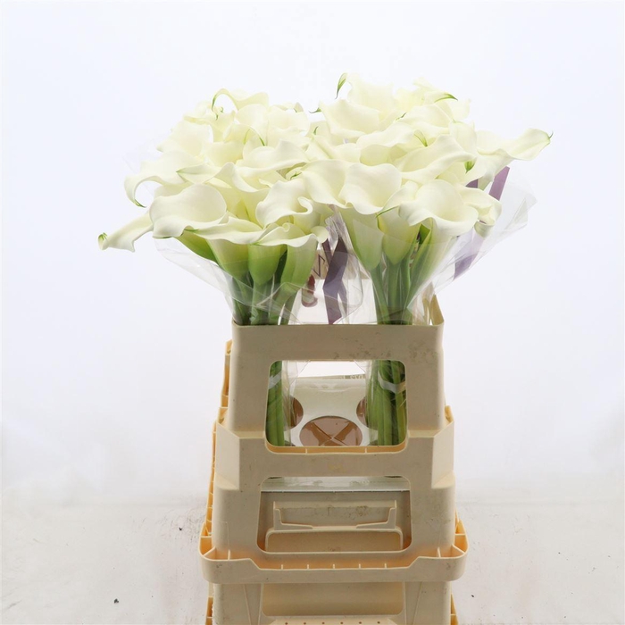 <h4>Calla Whitehorse</h4>