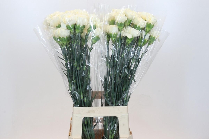 Dianthus St Rodas Creme