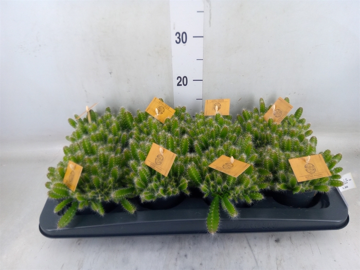 <h4>Hylocereus undatus</h4>