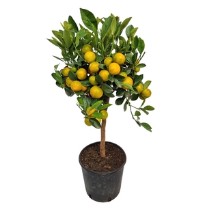 CITR MICROCARPA