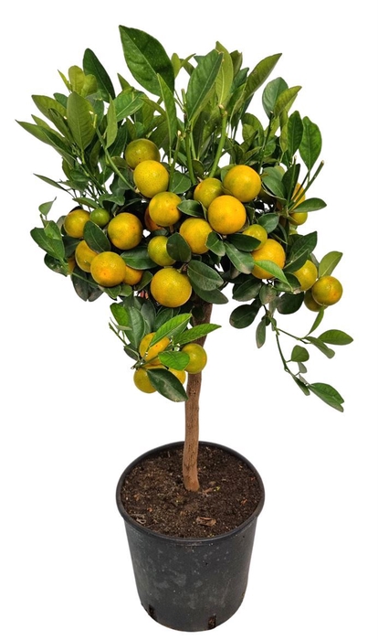 <h4>CITR MICROCARPA</h4>