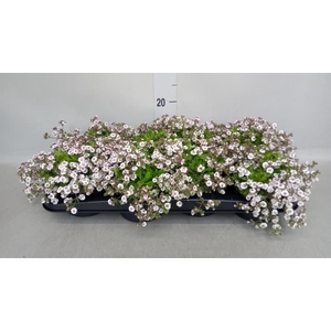 Gypsophila cerastioides