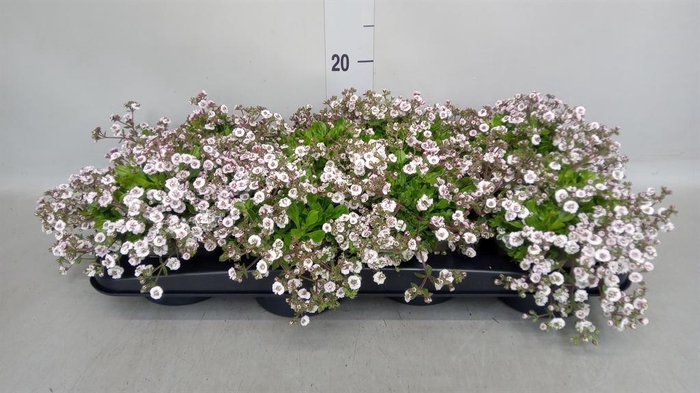 <h4>Gypsophila cerastioides</h4>