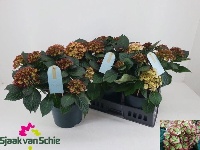 <h4>HYDR M HI MOON</h4>