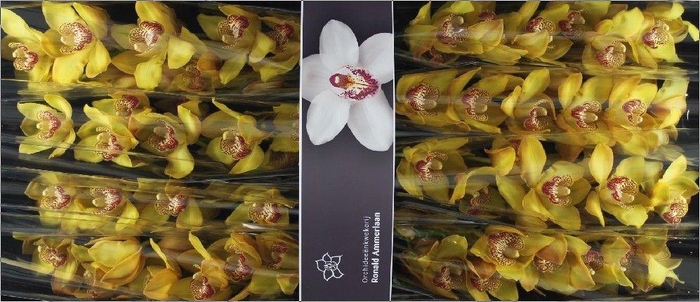 <h4>Cymbidium Esther</h4>