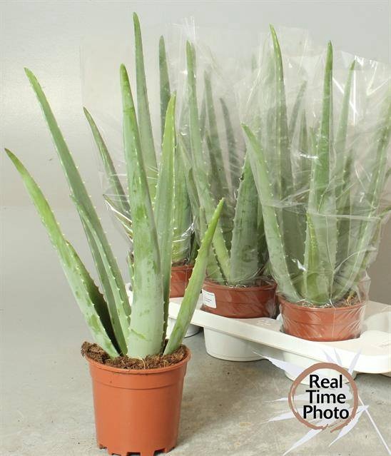 <h4>ALOE VERA</h4>
