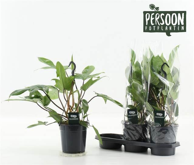 <h4>Philodendron  'Green Beauty'</h4>