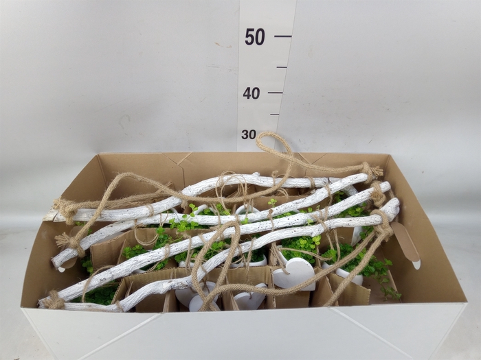 <h4>Arr.   Kamerplant Groen H%</h4>