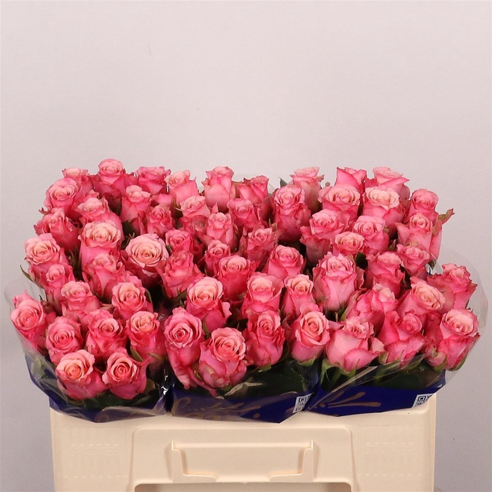 <h4>R Gr Ramonda</h4>