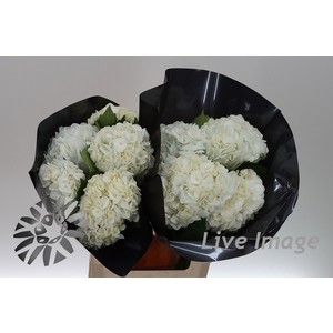 Hydrangea white