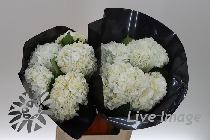 <h4>Hydrangea white</h4>
