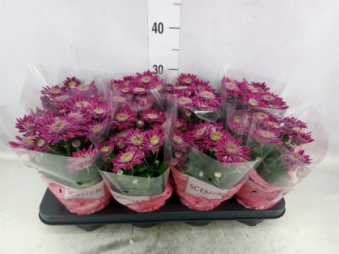 Chrysanthemum  'Artistic Tina'