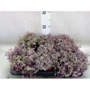 Callisia repens 'Rosato'