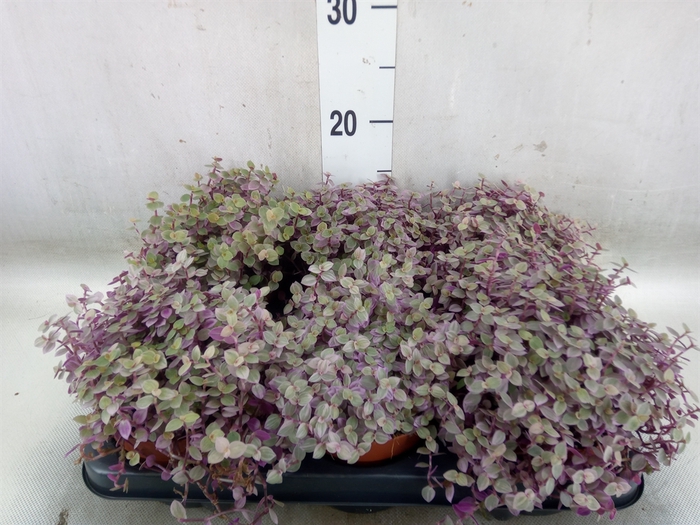 <h4>Callisia repens 'Rosato'</h4>