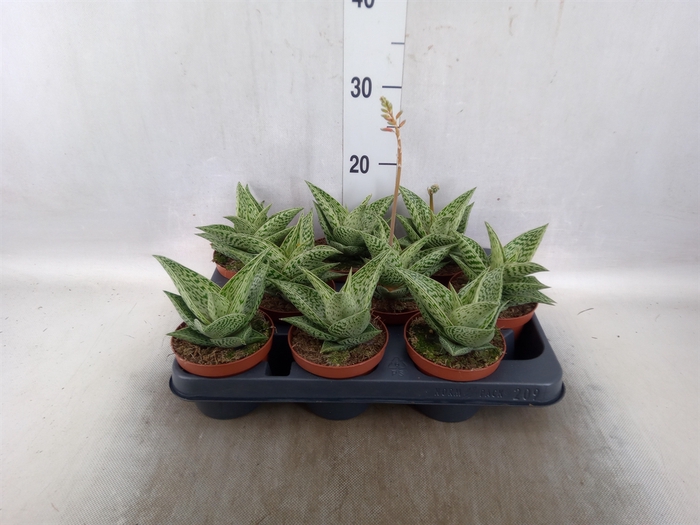 <h4>Aloe variegata 'Tribal'</h4>