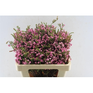 Kaaps Erica Bella