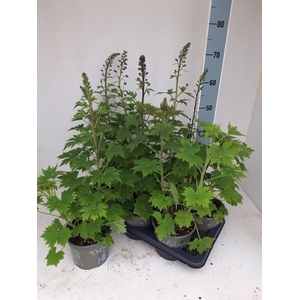 DELP EL MAG FOUNTAIN