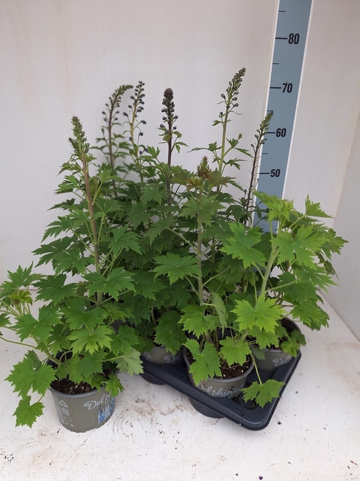 <h4>DELP EL MAG FOUNTAIN</h4>