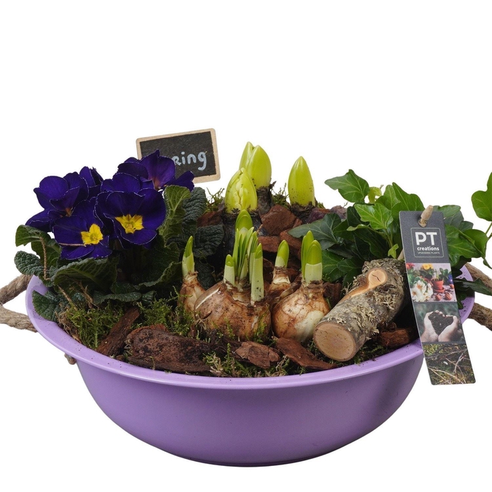 <h4>Arr.   Tuinplanten L%</h4>