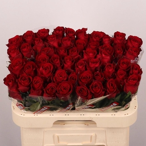 Rosa large madam red