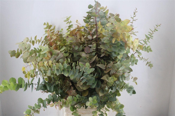 <h4>Euca Stuartiana Autumn P Bunch</h4>