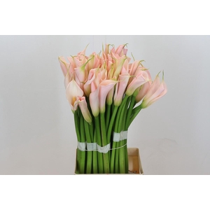 Zantedeschia Eydolls Salmon