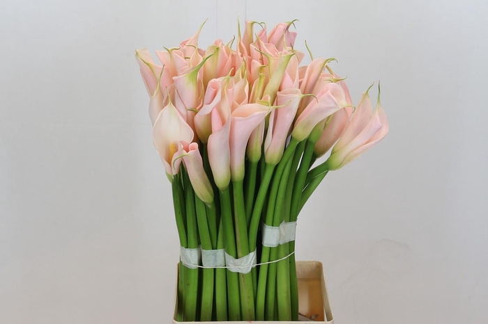 Zantedeschia Eydolls Salmon